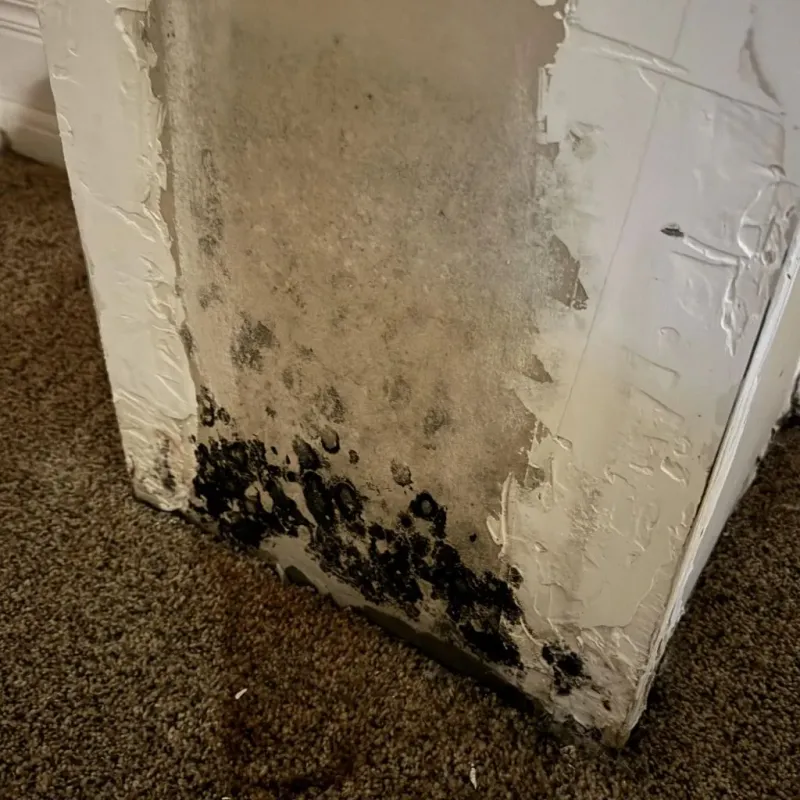 Professional Mold Removal in Orland, CA